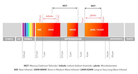 Diagramme montrant la pénétration des rayons infrarouges dans le muscle du cheval