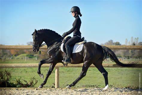 Image d'un couple cavalier-cheval en pleine exécution d'une figure de dressage