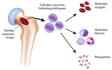 Représentation schématique des plasmocytes dans la moelle osseuse