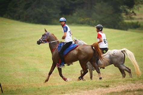 Cheval d'endurance