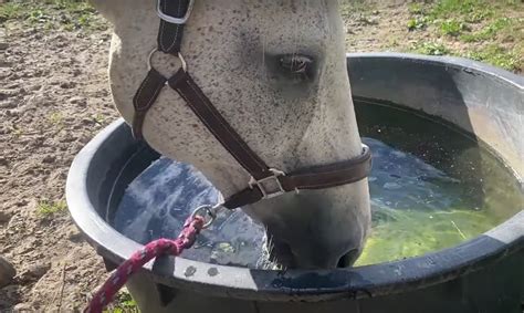 Cheval buvant dans un abreuvoir