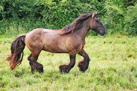 Cheval de trait poitevin en mouvement