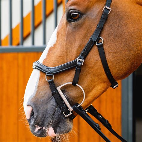 Cheval portant un bridon