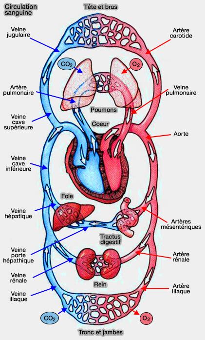 Diagramme du système circulatoire montrant la vasodilatation