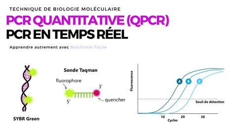 Schéma de principe de la PCR en temps réel
