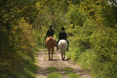 Cheval et cavalier traversant un sentier forestier