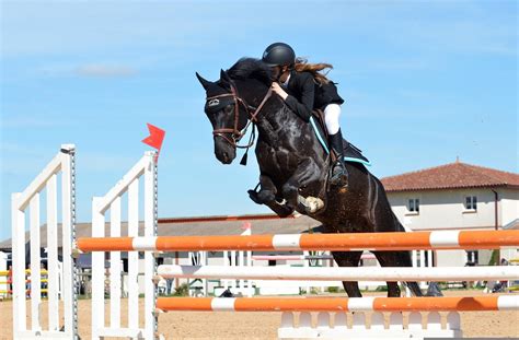 Cheval alezan en action lors d'une épreuve de saut d'obstacles