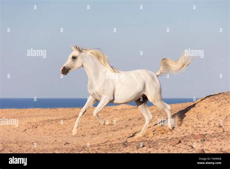 Cheval Pur-Sang Arabe dans le désert