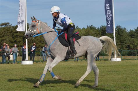 Cheval Pur-Sang Arabe en pleine course d'endurance