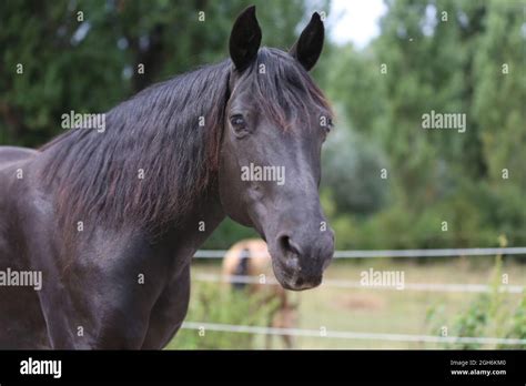 Un étalon de race pure dans un pré