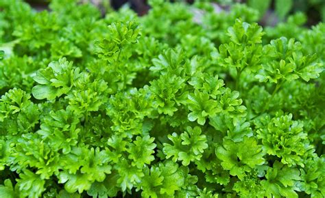 Plante de persil frais dans un jardin