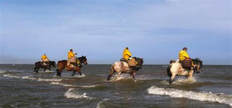 Cheval entrant dans la mer
