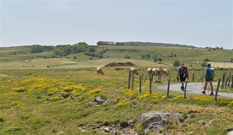 Cheval en randonnée sur les plateaux de l'Aubrac