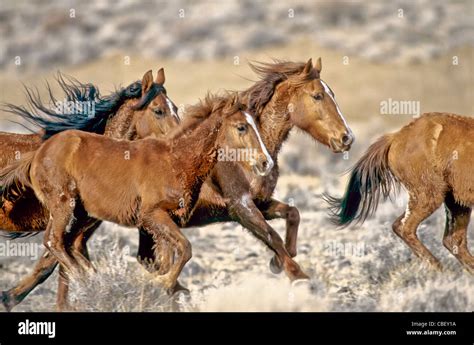 chevaux sauvages en troupeau