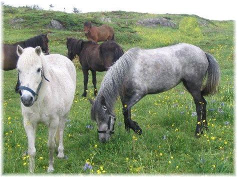 Poney Terre-Neuve dans un paysage côtier