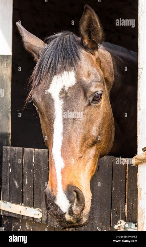 Portrait d'un cheval Welsh avec des marques blanches