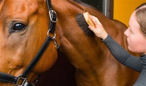 Personnel d'écurie utilisant un aspirateur à pansage sur un cheval