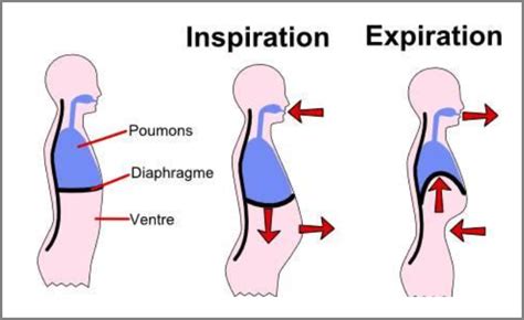 Cavalier pratiquant la respiration abdominale en extérieur