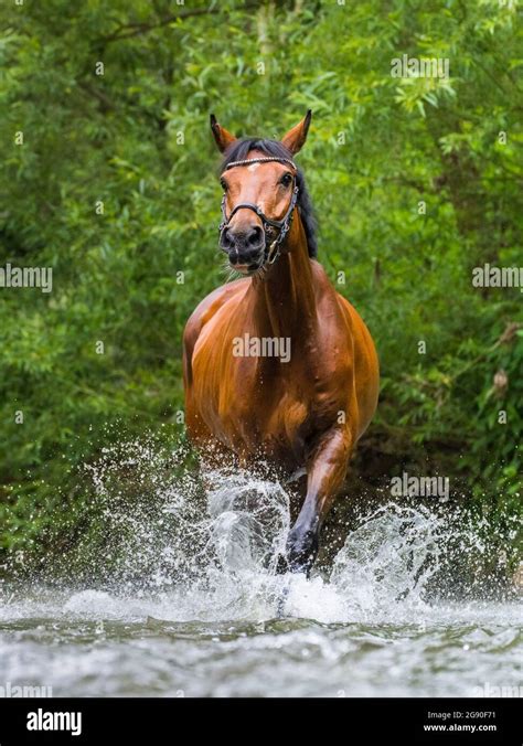 Cheval courant dans l'eau