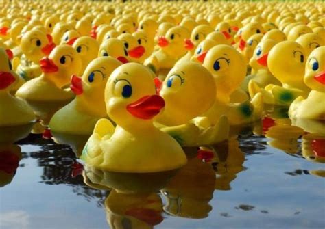 Des milliers de canards en plastique colorés flottant sur une rivière