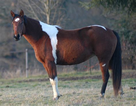 Cheval Paint Horse avec une robe pie spectaculaire