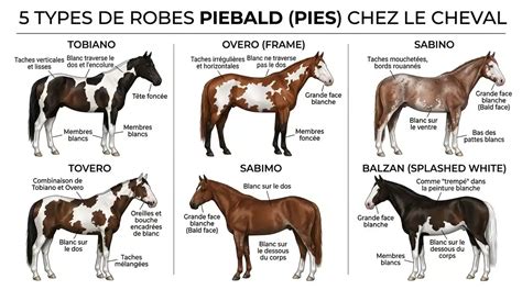 Diagramme des différents types de robes Pie (Tobiano, Overo, Tovero)