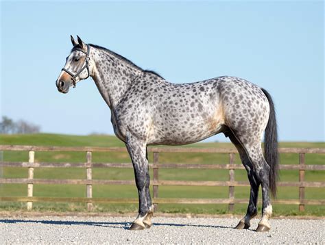 Généralités sur le Selle Français