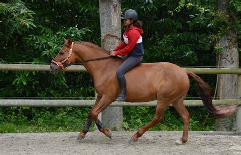 Cavalier en monte à cru