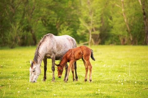 Cheval et poulain dans un pré