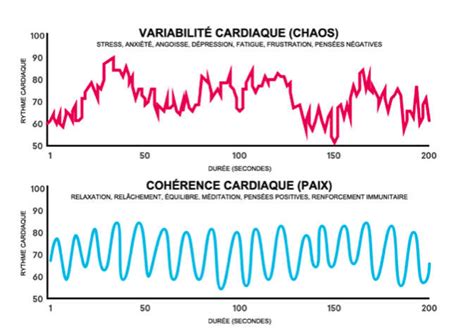 Graphique montrant une variabilité cardiaque élevée (sain) et une variabilité cardiaque basse (stress)