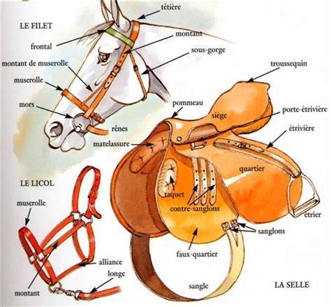 Schéma des différentes parties d'une couverture de cheval