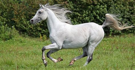 Morphologie d'un Pur-Sang Arabe