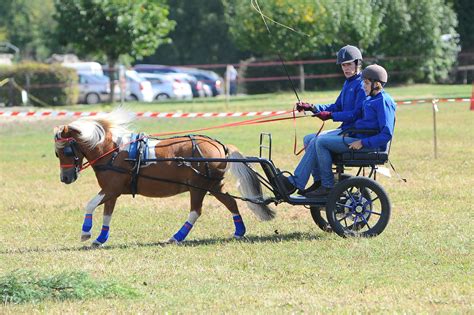 Meneur conduisant un attelage sur une route
