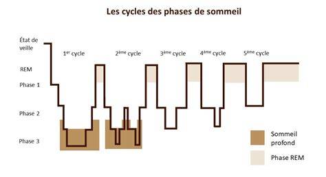 Schéma des phases de sommeil du cheval