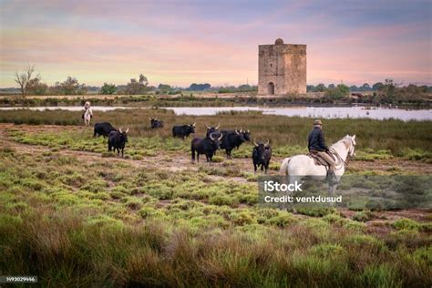 Paysage de la Camargue avec des chevaux et des taureaux
