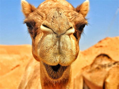 Représentation d'une figurine mystérieuse de dromadaire dans un environnement désertique