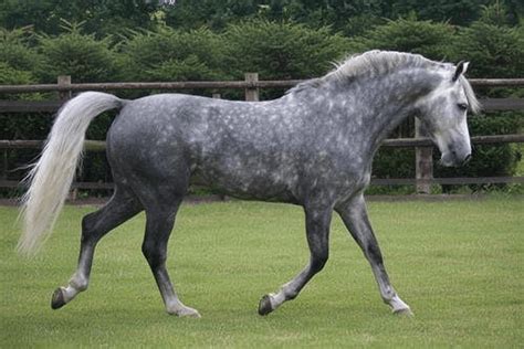 Schéma des croisements pour le développement du poney de selle allemand