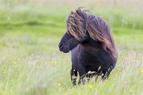 Un poney cabre dans un pré fleuri