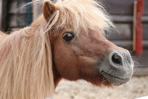 Un poney Shetland regardant curieusement la caméra