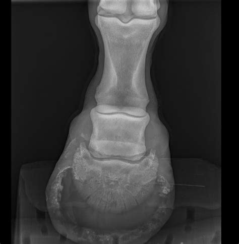 Radiographie vétérinaire d'un membre de cheval