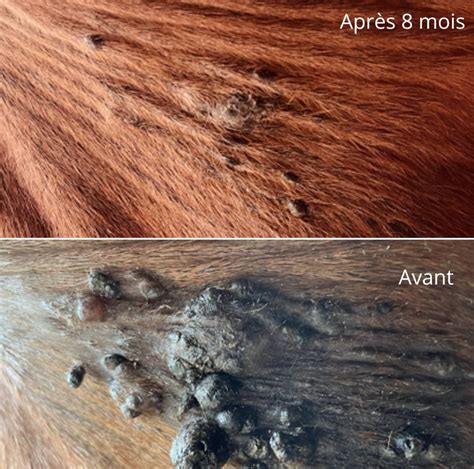 Cheval atteint de sarcoïdes