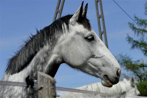 Nodules de mélanome sur un cheval gris