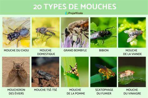 Différents types de mouches rangées dans des compartiments de boîte