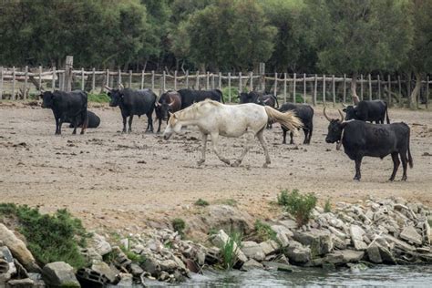 Paysage de Camargue avec des chevaux blancs et des taureaux noirs