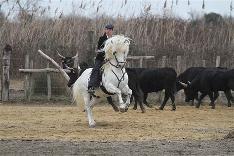 Famille de gardians à cheval avec des taureaux