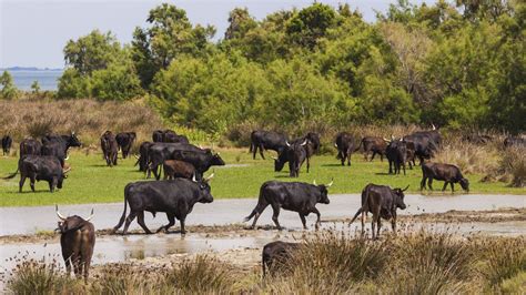 Gardiens surveillant un troupeau de taureaux
