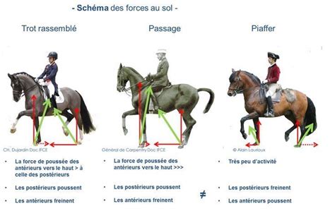 Schéma illustrant les différentes allures du dressage