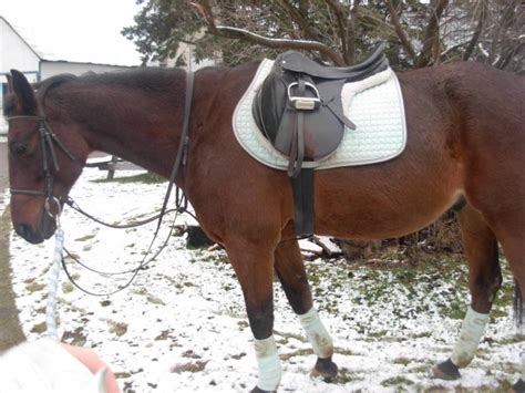 Cheval sellé et bridé