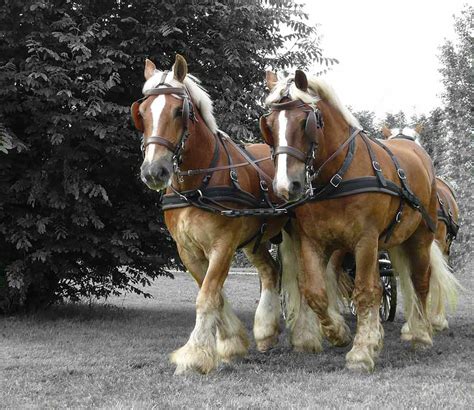 Cheval de trait tirant une calèche