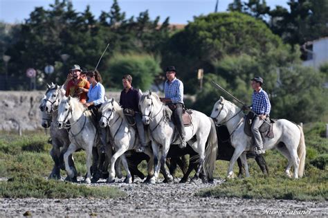 Manade de taureaux et chevaux en Camargue